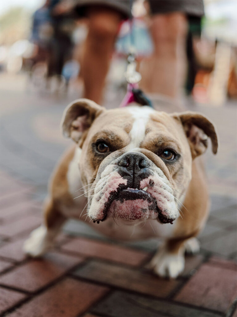 Foto di NATHAN MULLET su Unsplash